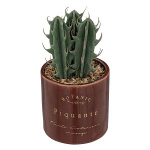 Κάκτος σε κασπώ κεραμικό 9