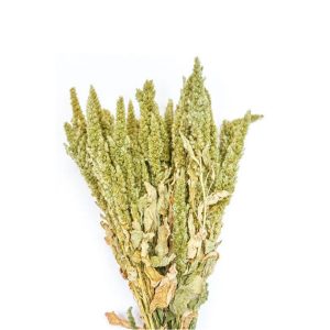 Αμάρανθος αποξ. φυσικό Η50cm 012.101800000