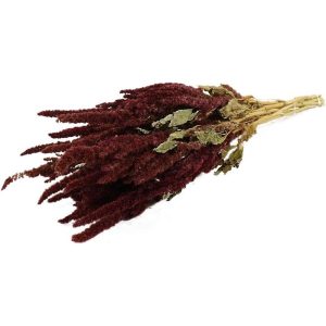 Αμάρανθος αποξ. κόκκινο Η50cm 012.101801000