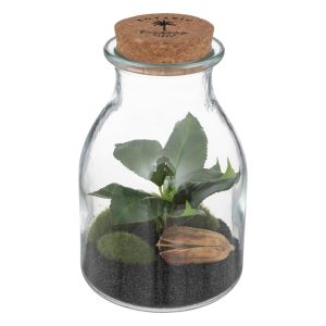 Βάζο terrarium με φυτό 12Χ19