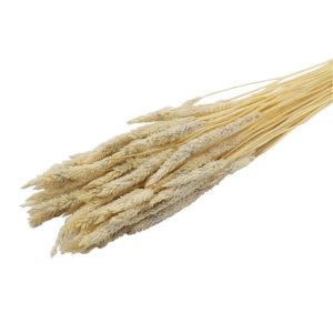 Celosia φυσικό Η70cm 012.312101521