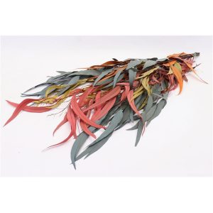 Ευκάλυπτος exotica 200gr mixed 012.392100007