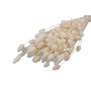 Falaris φυσικό Η70cm 012.311901131