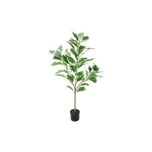 Φίκος lyrata σε κασπώ 80x130cm 013.804965