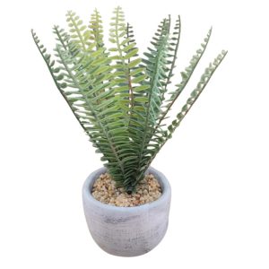 Φτέρη σε κασπώ 29εκ. 00.04.40049