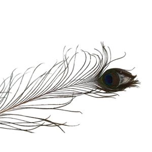 Φτερό παγωνιού 100-110εκ. 012.410005000