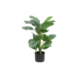 Φύκος σε κασπώ Η70 cm 013.807773