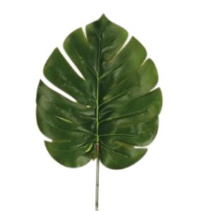 ΦYΛΛO MONΣTEPA 70EK 00.17.22138