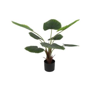 Φυτό Livistona σε κασπώ D55H100cm 013.821024