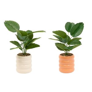 Φυτό σε κασπώ χρώματα 23