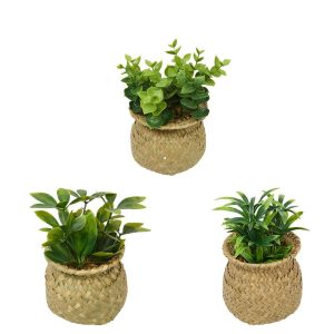 Φυτό σε ψάθινο κασπώ 3σχέδια 10x16 cm 07.210243