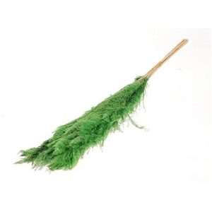 Gynerium καλδί  πράσινο 5τμχ Η120cm 012.312308004