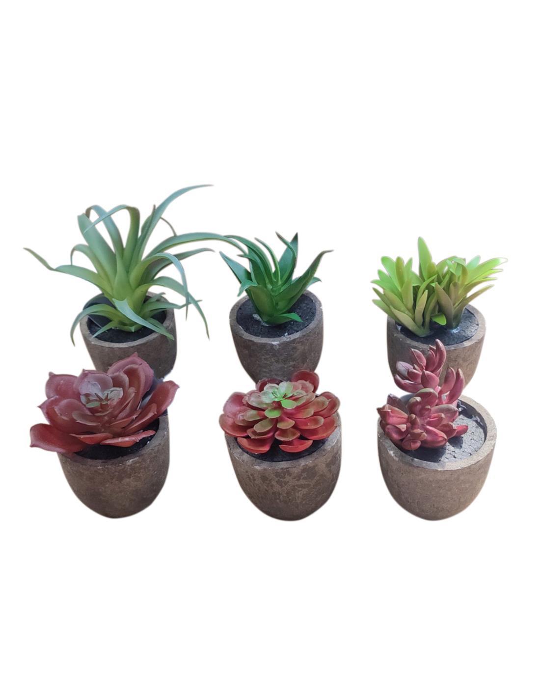 Κάκτος σε κασπώ 8-11εκ. 6σχ. 00.04.40035