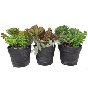 Κάκτος σε κασπώ 3σχ. 18εκ. 00.04.40005