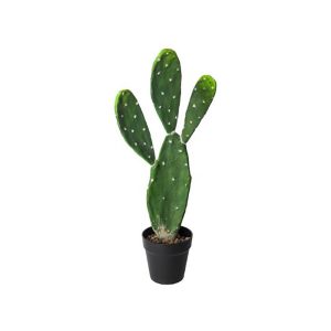 Κάκτος σε κασπώ 60εκ. 07.160036