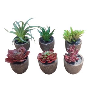 Κάκτος σε κασπώ 8-11εκ. 6σχ. 00.04.40035