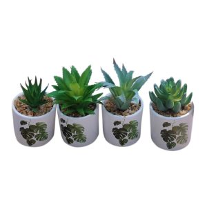 Κάκτος σε κεραμ.κασπώ 13