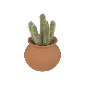 Κάκτος σε κεραμ.κασπώ 17Χ8