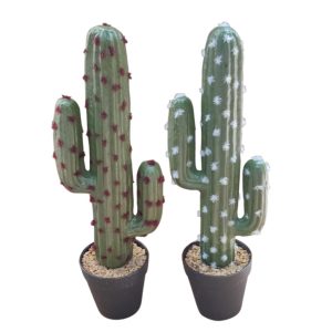 Κάκτος σε πλ.κασπώ 37εκ. 2σχ. 00.04.40043