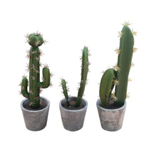 Κάκτος σε χαρ.κασπώ 26-31εκ. 3σχ. 00.04.40038