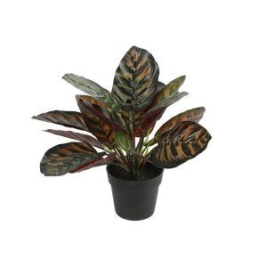 Καλαθέα σε κασπώ 28εκ. 013.775778