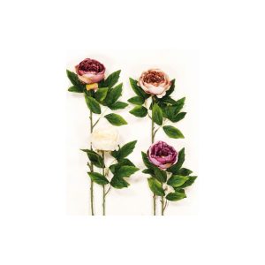 KΛAΔI ΠEONIA 00.17.37019