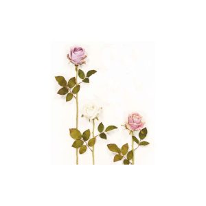 KΛAΔI TPIANTAΦYΛΛO 00.17.37020