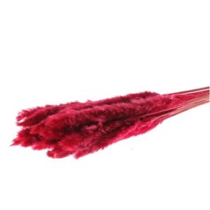 Κλαδιά Pampas 70gr κόκκινο 012.862291000