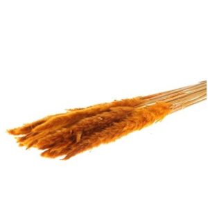 Κλαδιά Pampas 70gr πορτοκαλί 012.862291008