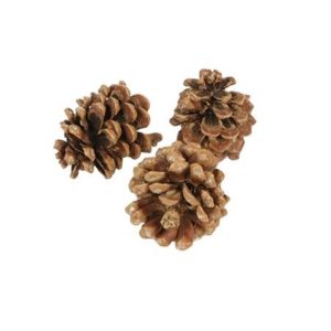 Κουκουνάρια φυσικό/3τμχ 9/12cm 012.109080000