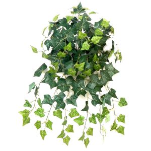 Κρεμαστός κισσός 180φυλ. 00.17.25050