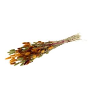 Lagurus φθινοπωρινά χρ. 012.312500004