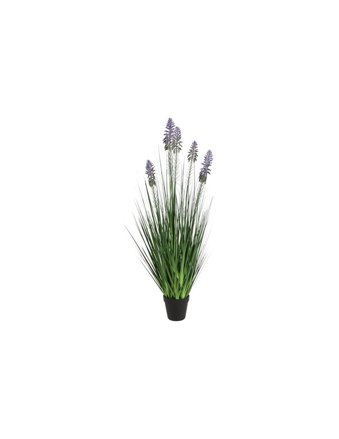 Neobartsia λιλά σε κασπώ 90εκ. 013.828379