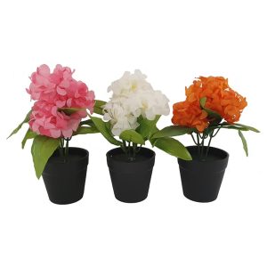 Ορτανσία σε κασπώ 20εκ. 3χρ. 00.04.40018