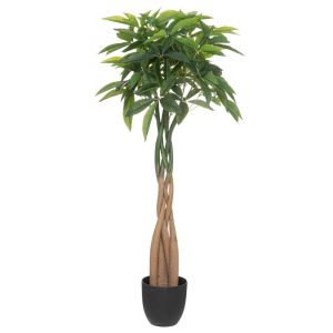 Παχίρα πρασινάδα σε κασπώ 110εκ. 07.193719