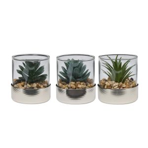 Παχύφυτο σε γυάλινο ποτήρι 3σχέδια 7