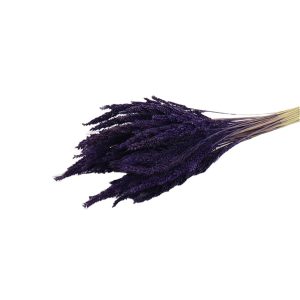 Pinion Grass PURPLE 012.312101127