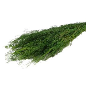 MUNNI GRASS 100GR GREEN 012.912011051