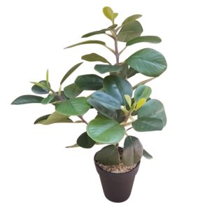 Πρασινάδα φυτό σε κερ.κασπώ 30εκ. 00.04.40052