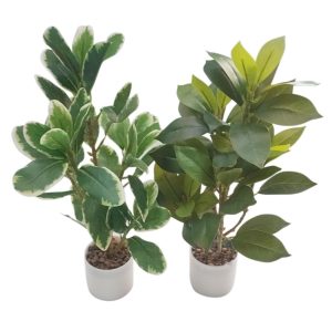 Πρασινάδα φυτό σε πλ.κασπώ 38