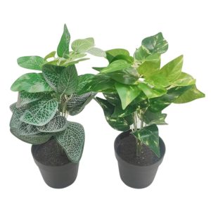 Πρασινάδα σε κασπώ 28εκ.  2σχ. 00.04.40062