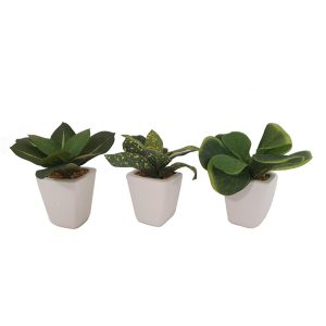 Πρασινάδα σε κερ.λευκό κασπώ 12εκ. 3σχ. 00.04.40010