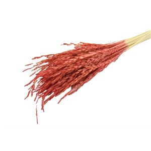 Rice oryza κόκκινο 012.312101105