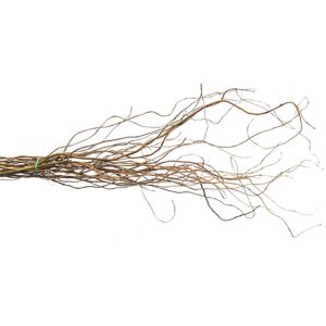 Salix  200 - 240 cm 01.S078.01