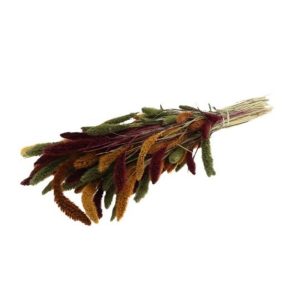 Setaria φθινοπωρινά χρ. 012.312500002