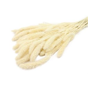 Setaria φυσικό Η70cm 012.312001137