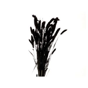 Setaria μαύρο Η70cm 012.312101551