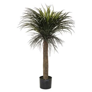 Τροπικό Yucca σε κασπώ Η150cm 07.185479