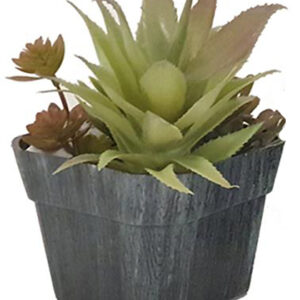 Τεχνητοί κάκτοι σε πλαστικό κασπώ 13εκ. MOD 00.04.40004A - Box In Θεσσαλονίκη - 25ης Μαρτίου 111