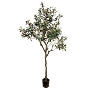 Ελιά δέντρο Η165cm 012.852602301